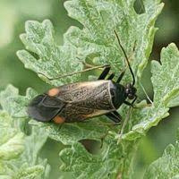 Attēlu rezultāti vaicājumam “Adelphocoris seticornis”