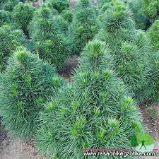 Attēlu rezultāti vaicājumam “Pinus sylvestris var. borussica”