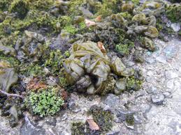 Attēlu rezultāti vaicājumam “Nostoc commune”