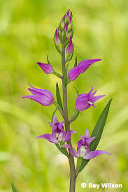 Attēlu rezultāti vaicājumam “Cephalanthera rubra bud”