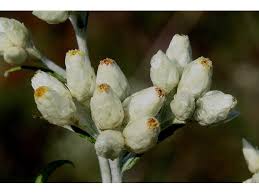 Attēlu rezultāti vaicājumam “Gnaphalium sylvaticum bud”