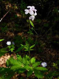 Attēlu rezultāti vaicājumam “Cardamine bulbifera”