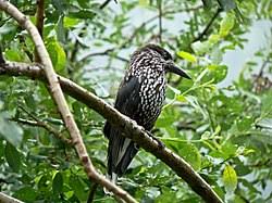 Attēlu rezultāti vaicājumam “Nucifraga caryocatactes adult”