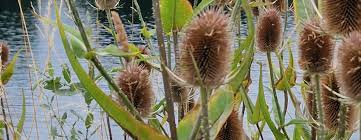Attēlu rezultāti vaicājumam “Dipsacus fullonum fruit”