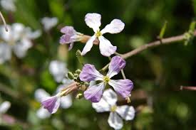 Attēlu rezultāti vaicājumam “Raphanus sativus flower”