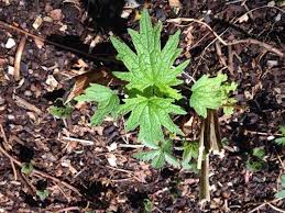 Attēlu rezultāti vaicājumam “Leonurus cardiaca leaf”