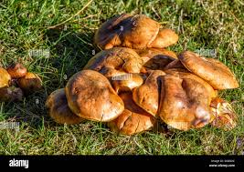 Attēlu rezultāti vaicājumam “Suillus luteus”