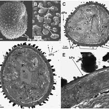 Attēlu rezultāti vaicājumam “Orthotrichum affine var. affine sporophyte”