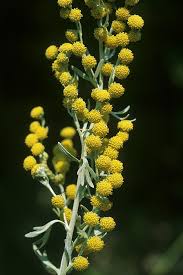 Image result for Artemisia absinthium