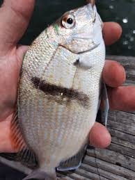 Image result for Stenotomus chrysops