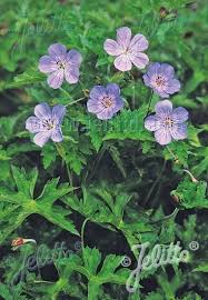 Attēlu rezultāti vaicājumam “Geranium sanguineum leaf”