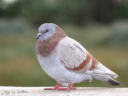 Attēlu rezultāti vaicājumam “Columba livia f. domestica adult”