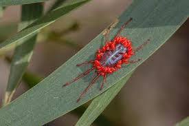 Attēlu rezultāti vaicājumam “Trombidiidae”