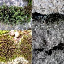Attēlu rezultāti vaicājumam “Schistidium robustum sporophyte”