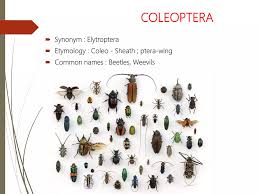 Attēlu rezultāti vaicājumam “Coleoptera”