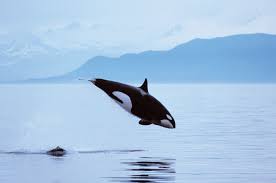 Image result for Orcinus orca