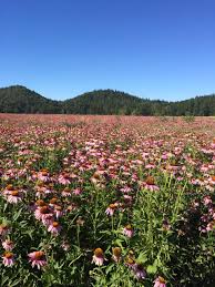 Attēlu rezultāti vaicājumam “Echinacea purpurea leaf”