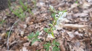Attēlu rezultāti vaicājumam “Corydalis cava fruit”