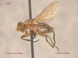 Attēlu rezultāti vaicājumam “Sciomyzidae”