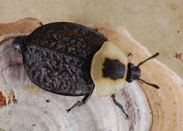 Attēlu rezultāti vaicājumam “Silphidae”