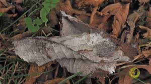 Attēlu rezultāti vaicājumam “Athelia arachnoidea”