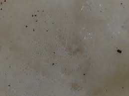 Attēlu rezultāti vaicājumam “Postia tephroleucus”