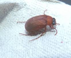 Attēlu rezultāti vaicājumam “Serica brunnea”