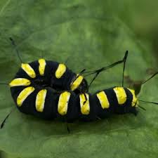 Attēlu rezultāti vaicājumam “Acronicta alni”