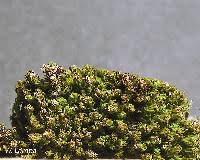 Attēlu rezultāti vaicājumam “Barbula unguiculata macro”