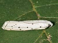 Attēlu rezultāti vaicājumam “Morophaga choragella”