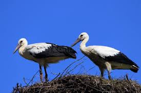 Attēlu rezultāti vaicājumam “Ciconia ciconia juvenile”