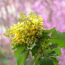 Attēlu rezultāti vaicājumam “Mahonia aquifolium flower”
