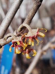 Attēlu rezultāti vaicājumam “Hamamelis vernalis bud”