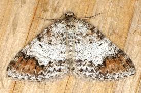 Attēlu rezultāti vaicājumam “Venusia blomeri”