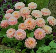 Image result for Bellis perennis