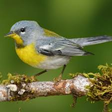 Image result for Parula americana