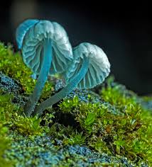 Attēlu rezultāti vaicājumam “Mycena pseudocorticola”