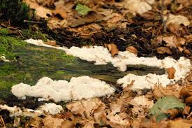 Attēlu rezultāti vaicājumam “Physisporinus sanguinolentus”