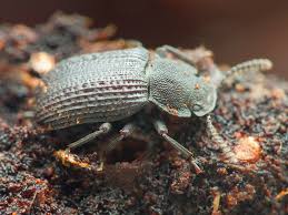 Attēlu rezultāti vaicājumam “Bolitophagus reticulatus”