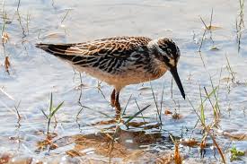 Attēlu rezultāti vaicājumam “Calidris falcinellus”