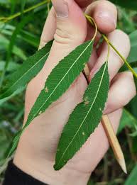 Attēlu rezultāti vaicājumam “Salix triandra leaf”