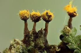 Attēlu rezultāti vaicājumam “Trichia erecta”