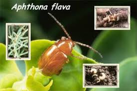 Attēlu rezultāti vaicājumam “Aphis jacobaeae”