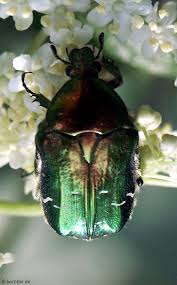 Attēlu rezultāti vaicājumam “Cetonia aurata imago”