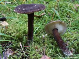 Attēlu rezultāti vaicājumam “Lignydium muscorum macro”