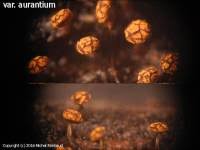 Attēlu rezultāti vaicājumam “Physarum viride var. aurantium spores”