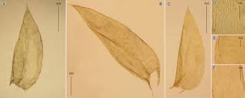 Attēlu rezultāti vaicājumam “Plagiothecium latebricola”