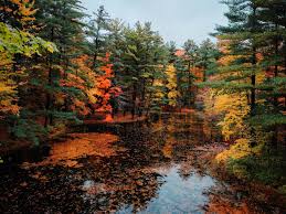 Bildergebnis für Fall…