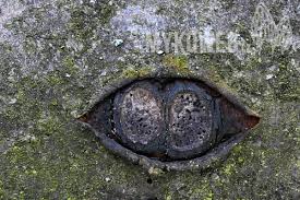 Attēlu rezultāti vaicājumam “Biscogniauxia marginata”