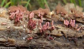 Attēlu rezultāti vaicājumam “Arcyria denudata stalked”